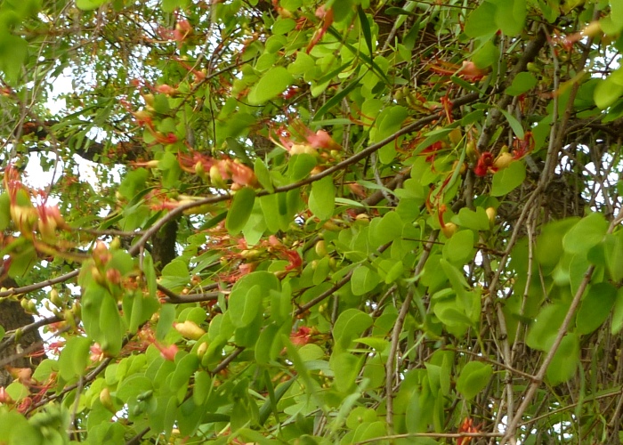 North Queensland Plants Fabaceae